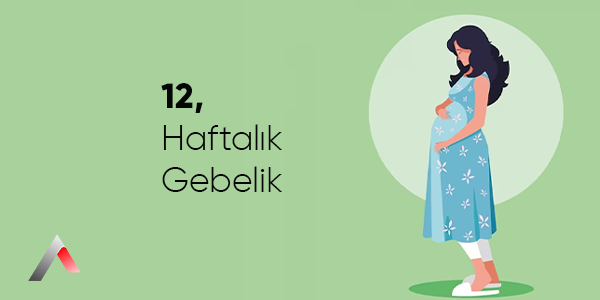 12_Haftal__k_Gebelik_5f0d25e8.webp