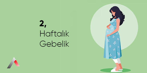 2_Haftal__k_Gebelik_1a86a8b7.webp