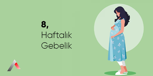 8_Haftal__k_Gebelik_cdf295a7.webp
