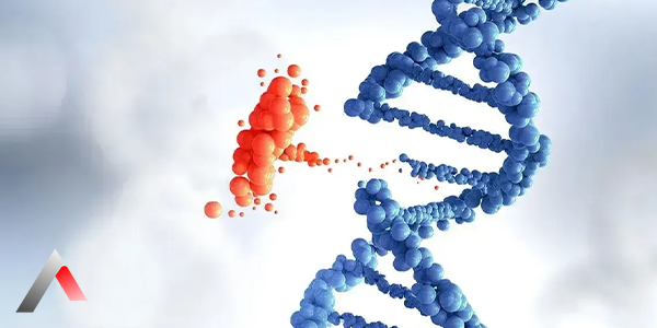 Fetal_DNA_94e3c824.webp
