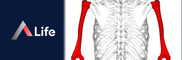 Humerus_2fccd42d.webp