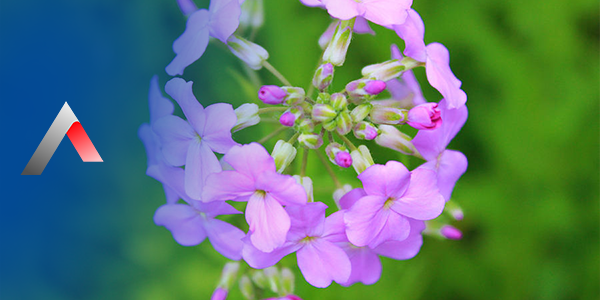 Melisa___i__e__i_3b394f8b.webp