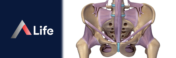 Pelvis_Nedir_671ea722.webp